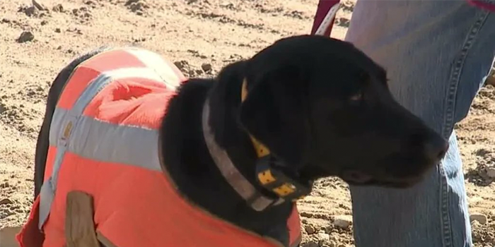 Dogs are Helping Keep the Gordie Howe Bridge Construction on Track