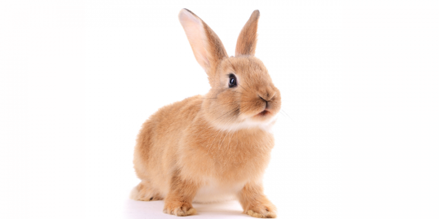 Some Bunny Loves You