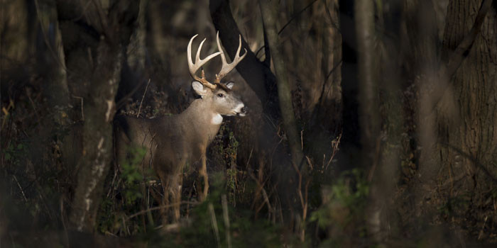 Big Bucks in Spray Foam