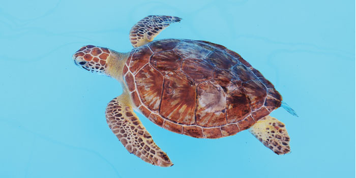Don’t be Shellfish – Help Save the Turtles