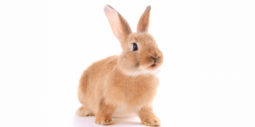 Some Bunny Loves You