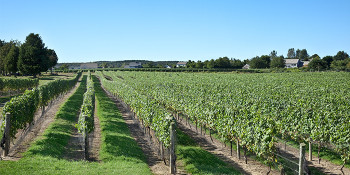 Summer in Long Island Wine Country 